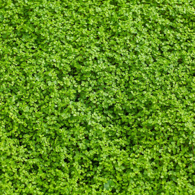 Corsican Mint Seeds Mentha Requienii Fragrant Ground Cover Tiny Leaves, Strong Aroma