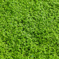 Corsican Mint Seeds Mentha Requienii Fragrant Ground Cover Tiny Leaves, Strong Aroma