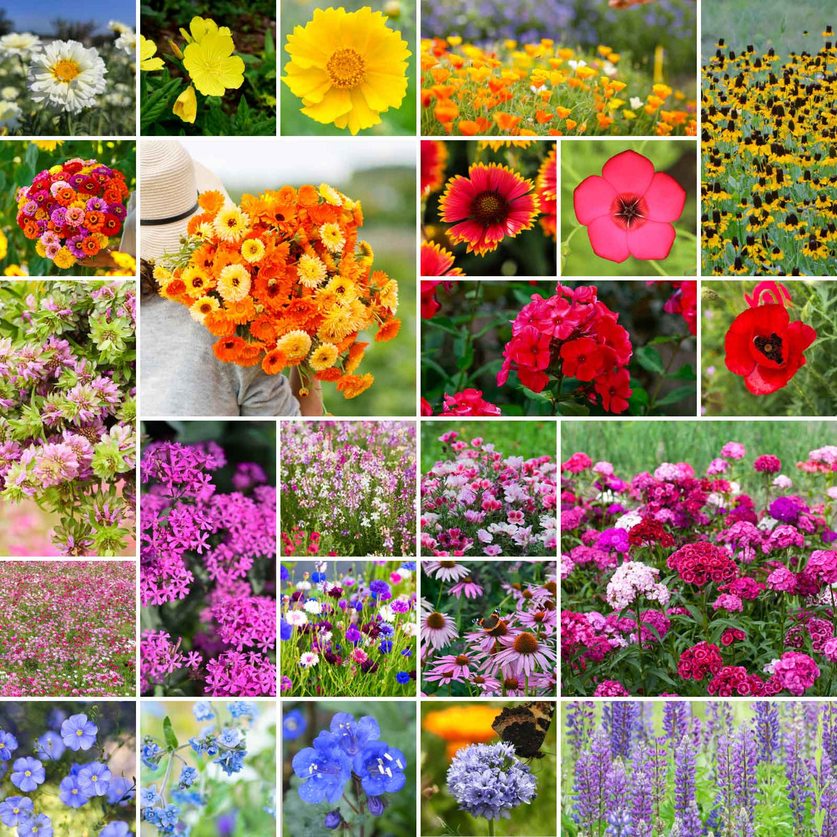 Honey Source Wildflower Mix – Pollinator Friendly Annual Flower Seeds