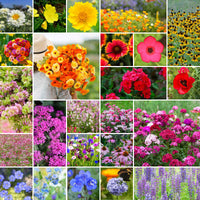 Honey Source Wildflower Mix – Pollinator Friendly Annual Flower Seeds