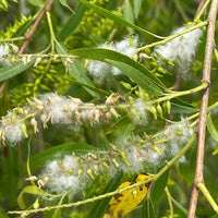 Black Willow Tree Cuttings Beautiful Shade And Privacy Tree