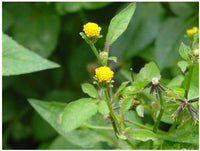 Bidens pilosa botanical seeds for garden planting