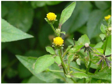 Bidens pilosa botanical seeds for garden planting