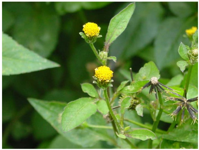 Bidens pilosa botanical seeds for garden planting