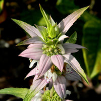 Yellow Dotted Mint flowering plant with narrow green foliage in an ornamental garden