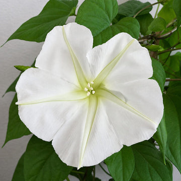 Giant Moonflower Ipomoea alba ornamental climbing vine garden seeds