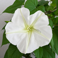 Moonflower Ipomoea alba with elegant white trumpet-shaped flowers and green foliage