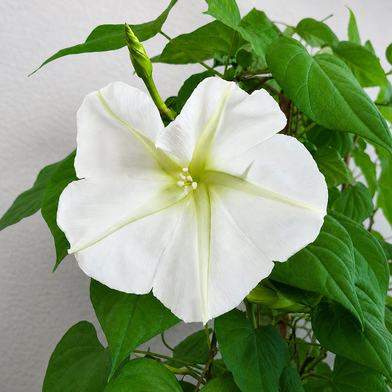 Ipomoea alba Moonflower ornamental garden seeds for growing a climbing flowering vine