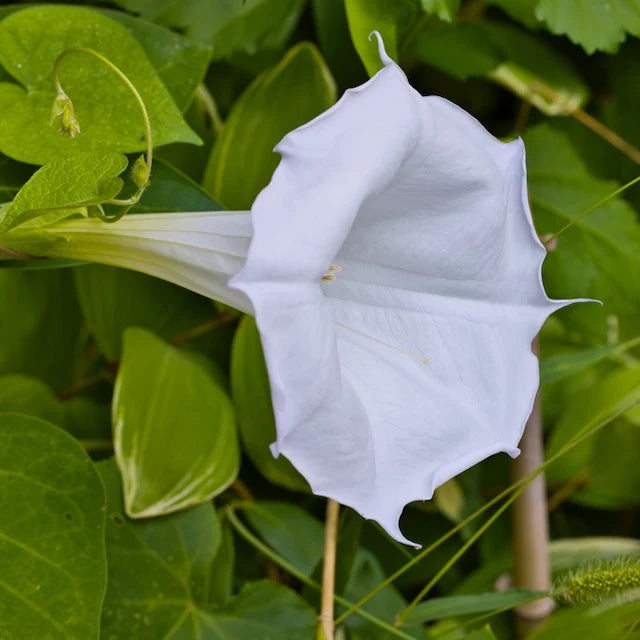 Ipomoea alba Giant Moonflower with large white trumpet-shaped flowers and green foliage