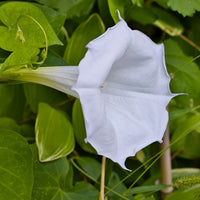 Ipomoea alba Moonflower vine climbing along a garden trellis with white evening blooms