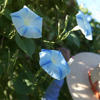 Flying Saucers Morning Glory blue and white trumpet-shaped ornamental flowers