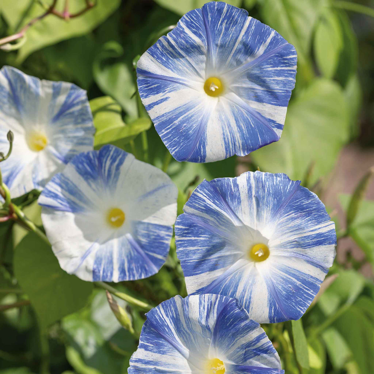 Flying Saucers Morning Glory Ipomoea tricolor ornamental garden seeds