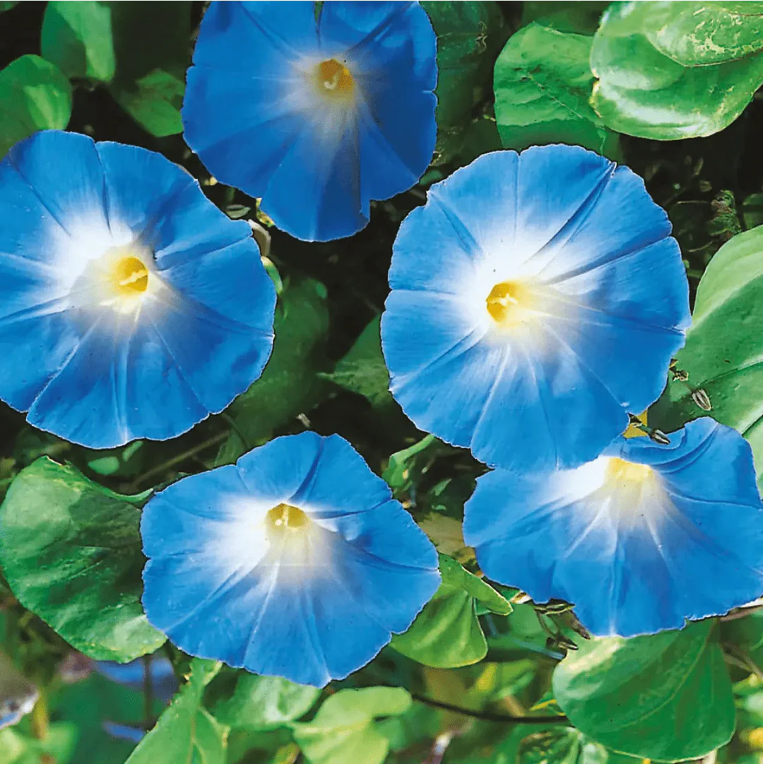 Bluedazzle Youjiro Japanese – Garden Flower Seeds