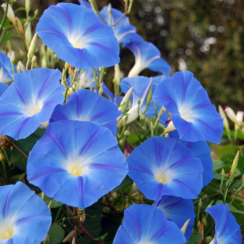 Heavenly Blue Morning Glory Ipomoea tricolor seeds for ornamental garden planting