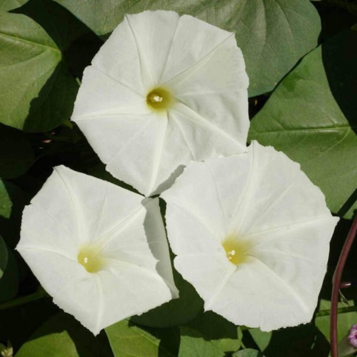 White Morning Glory – Climbing Garden Flower Seeds