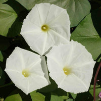 White Hige Ipomoea – Garden Flower Seeds
