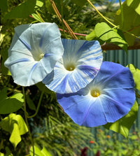 Blue and white patterned trumpet-shaped flowers of Flying Saucers Morning Glory