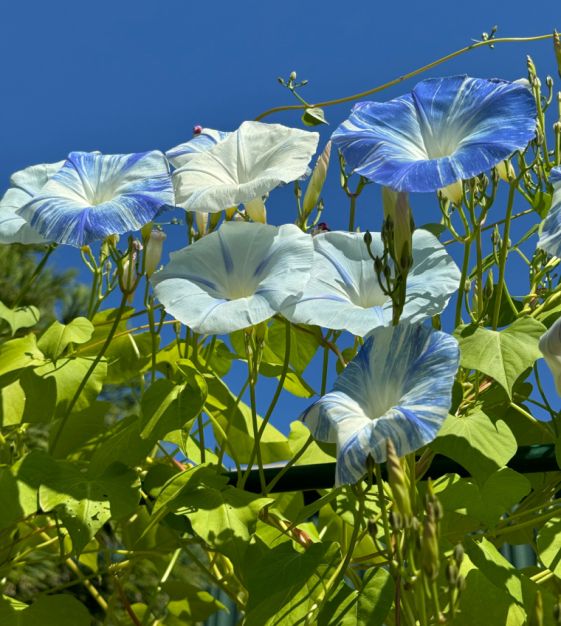 Ipomoea tricolor Flying Saucers climbing flowering vine on a garden trellis