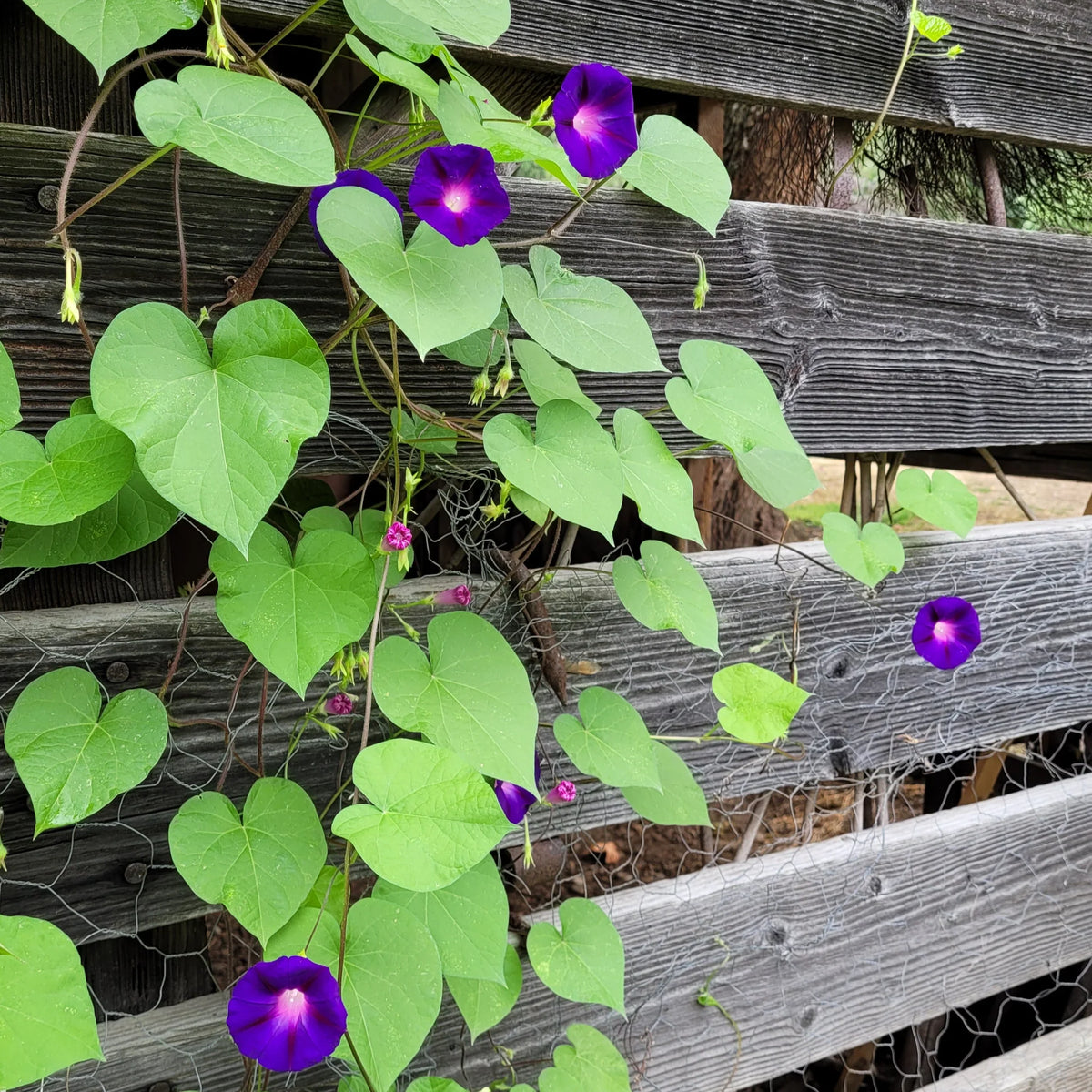 Purple morning glory flowering vine growing on a trellis in an ornamental garden.