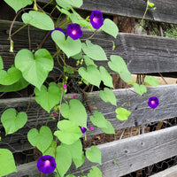 Purple morning glory flowering vine growing on a trellis in an ornamental garden.