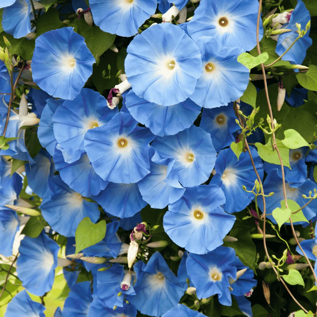 Ipomoea tricolor flowering vine climbing along a garden trellis