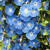 Ipomoea tricolor flowering vine climbing along a garden trellis
