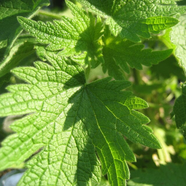 Organic Official Motherwort Leonurus cardiaca seeds for herb gardening