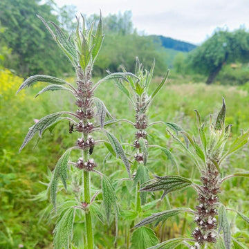 Chinese Motherwort Leonurus japonicus plant seeds for herb garden cultivation