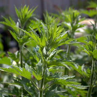 Leonurus cardiaca Official Motherwort plant with distinctive lobed green leaves