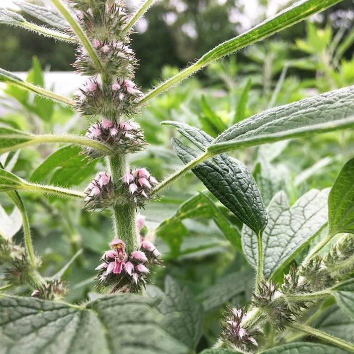 Leonurus japonicus Chinese Motherwort seeds for botanical garden planting