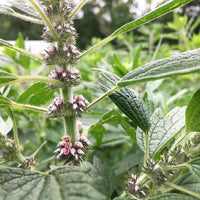 Leonurus japonicus Chinese Motherwort seeds for botanical garden planting