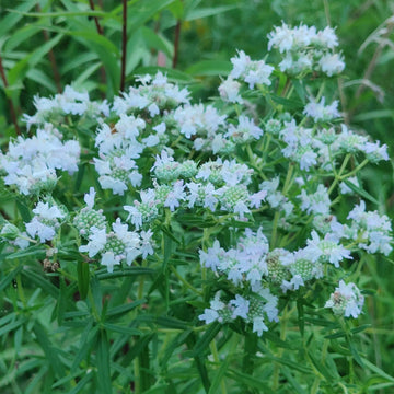 Pycnanthemum virginianum Mountain Mint garden seeds for native perennial planting