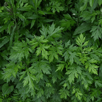 Common Mugwort Artemisia vulgaris seeds for perennial herb garden planting