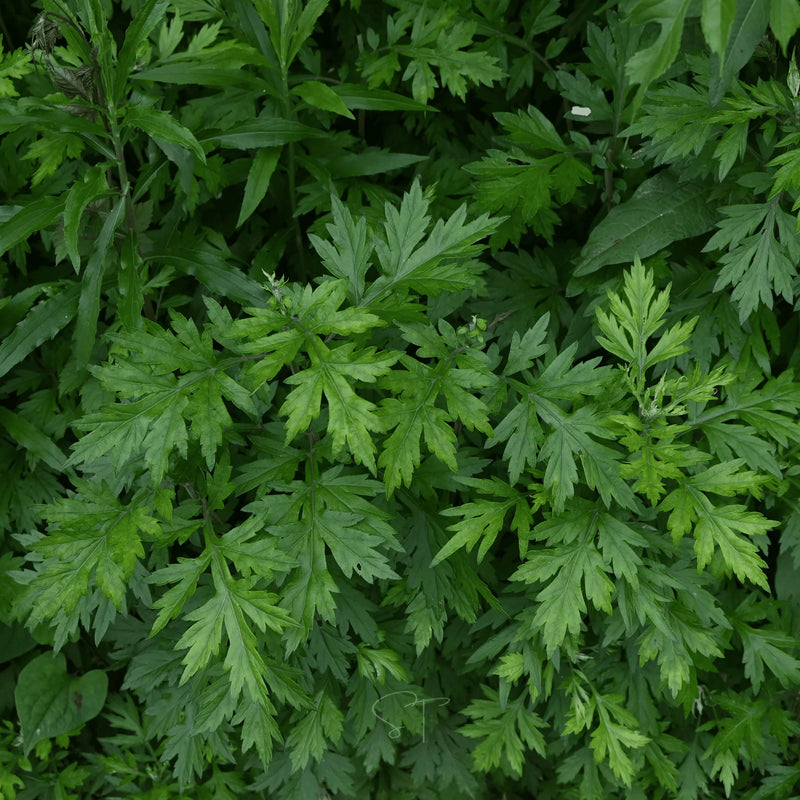 Common Mugwort Artemisia vulgaris seeds for perennial herb garden planting
