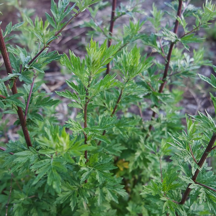 Artemisia vulgaris Common Mugwort plant with deeply divided green leaves