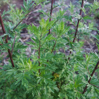 Artemisia vulgaris Common Mugwort plant with deeply divided green leaves