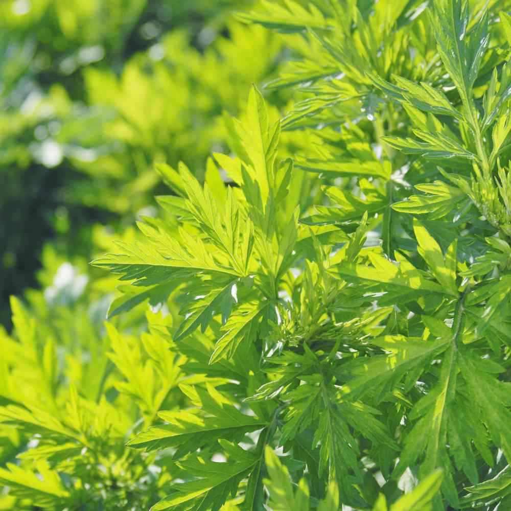 Artemisia vulgaris perennial herb plant seeds for garden cultivation