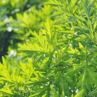 Artemisia vulgaris perennial herb plant seeds for garden cultivation