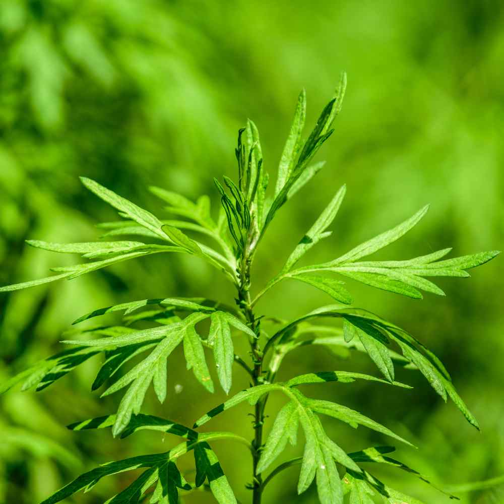 Common Mugwort perennial herb with textured foliage growing in a garden setting