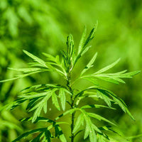 Common Mugwort Artemisia vulgaris showing its deeply divided green foliage