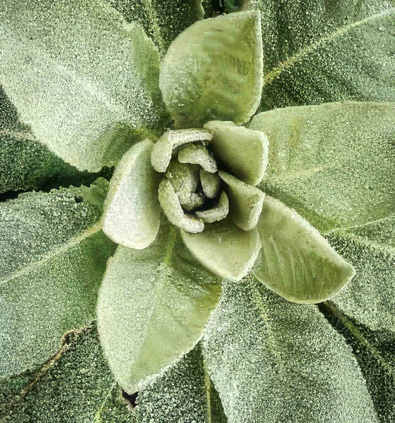Common Mullein Verbascum thapsus plant seeds for garden cultivation