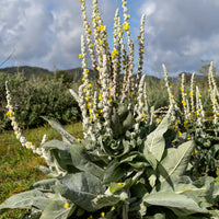 Verbascum bombyciferum ornamental plant seeds for Giant Silver Mullein gardening
