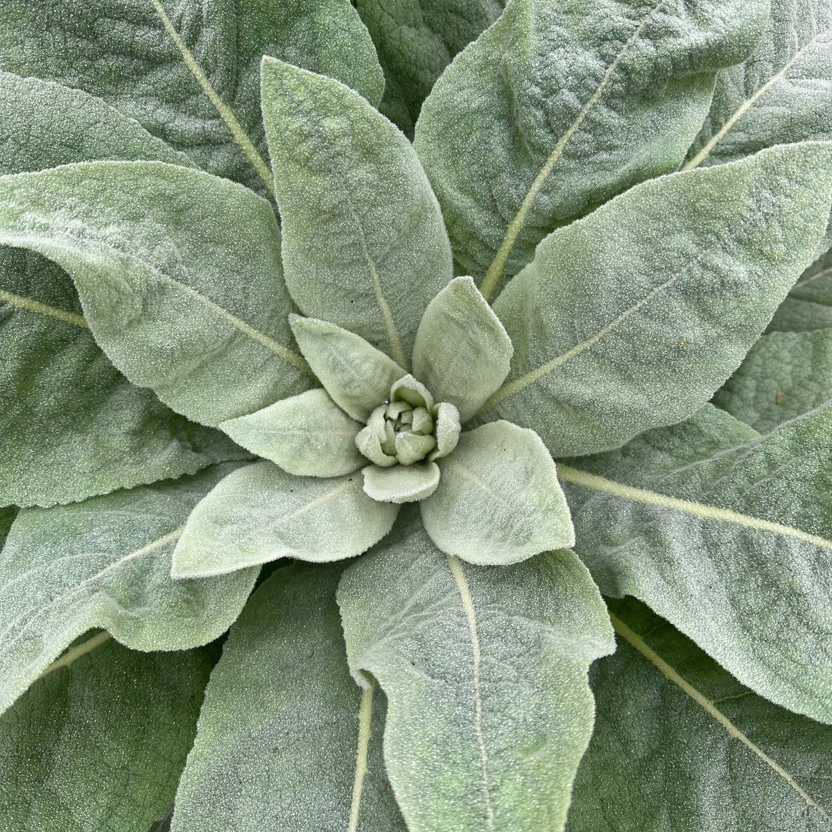 Verbascum thapsus Common Mullein garden seeds for planting