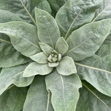 Verbascum thapsus Common Mullein garden seeds for planting