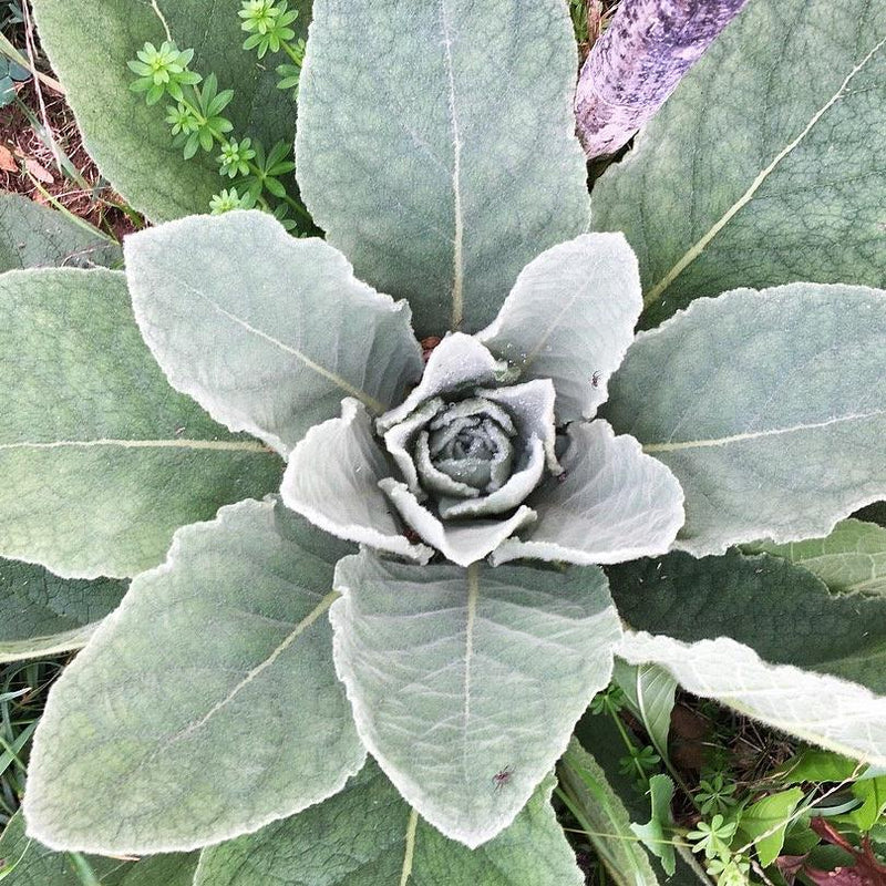 Common Mullein Verbascum thapsus herb garden seeds for planting