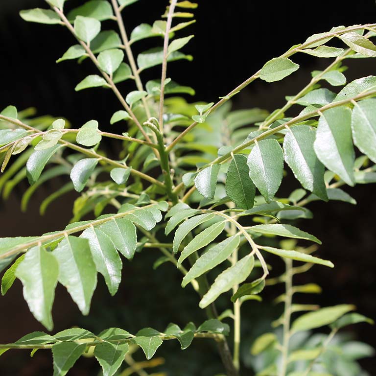 Curry Leaf Tree Murraya koenigii seeds for home garden planting