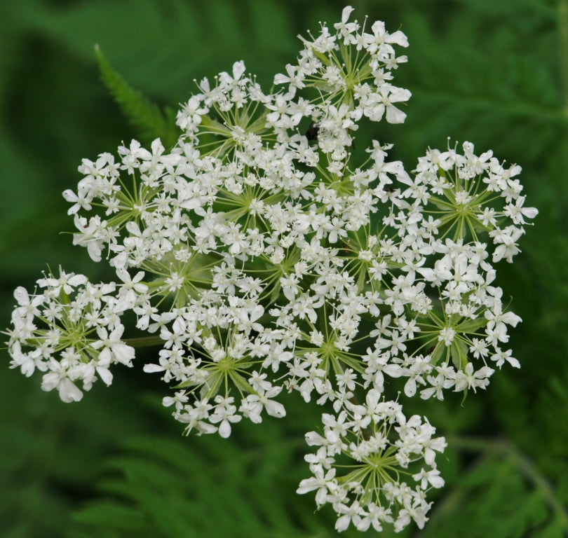 Sweet Cicely Myrrhis odorata Seeds for Herb Gardens, Woodland Planting, and Natural Landscapes