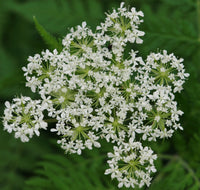 Sweet Cicely Myrrhis odorata Seeds for Herb Gardens, Woodland Planting, and Natural Landscapes