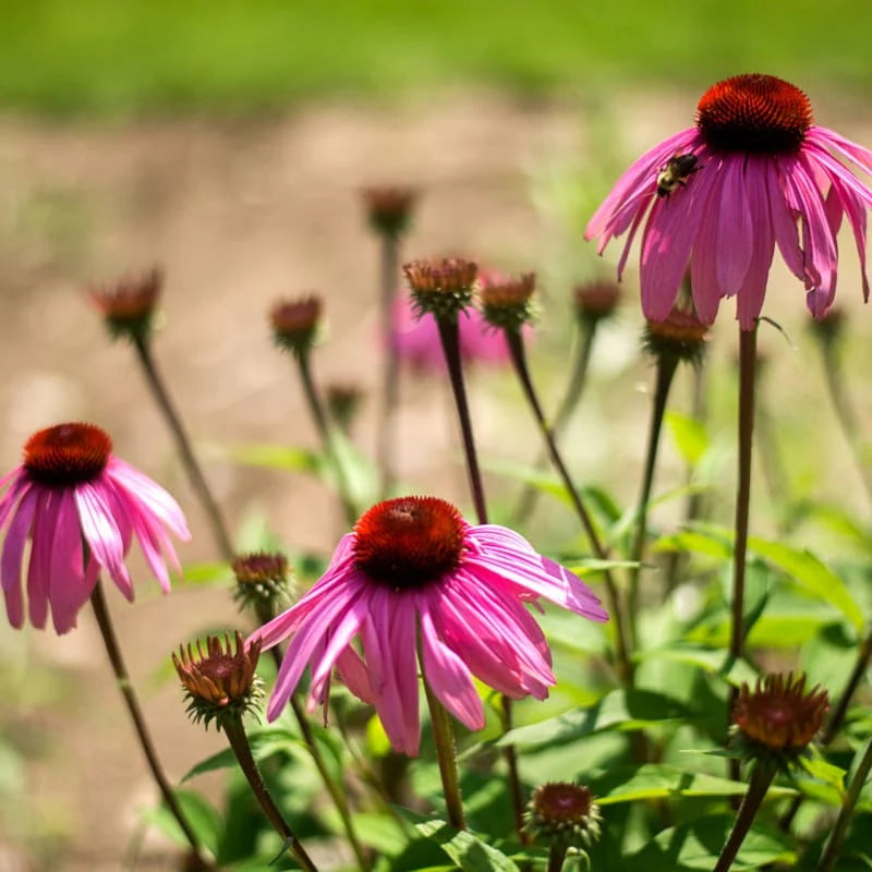 Echinacea angustifolia Narrow-Leaved Coneflower with slender foliage and pink-purple flower heads