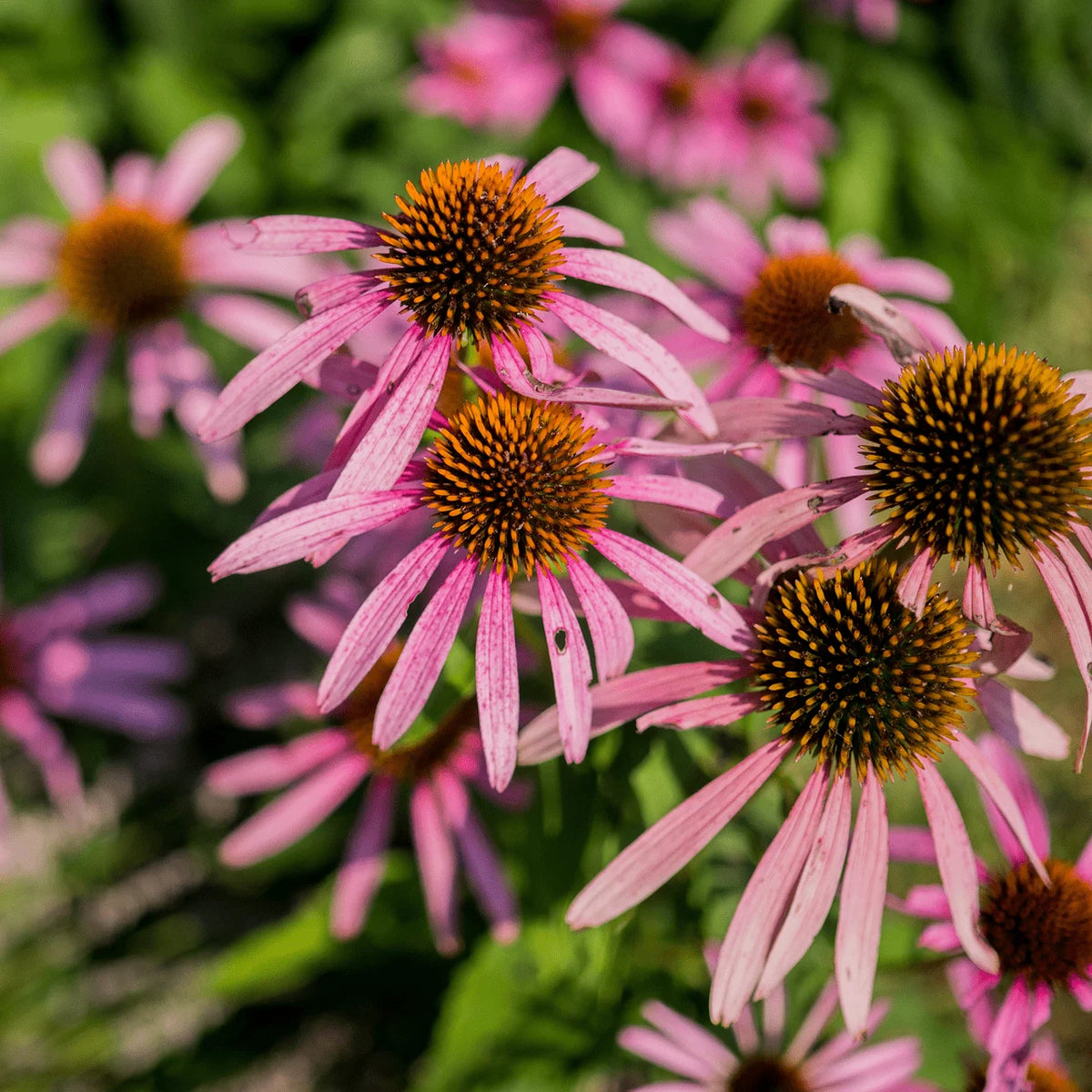 Narrow-Leaved Coneflower perennial plant for sunny gardens and naturalistic landscaping